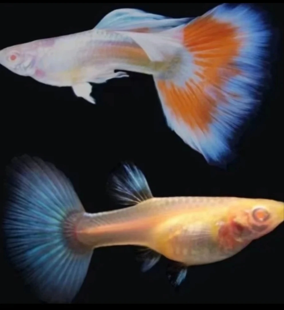 直播间福利10条火烧云孔雀鱼