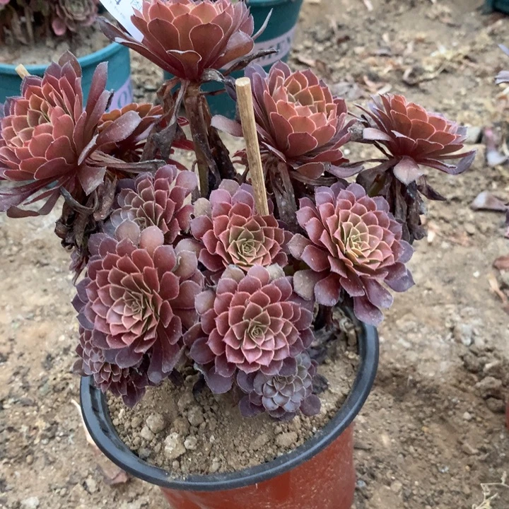 3034黑铜多肉特价