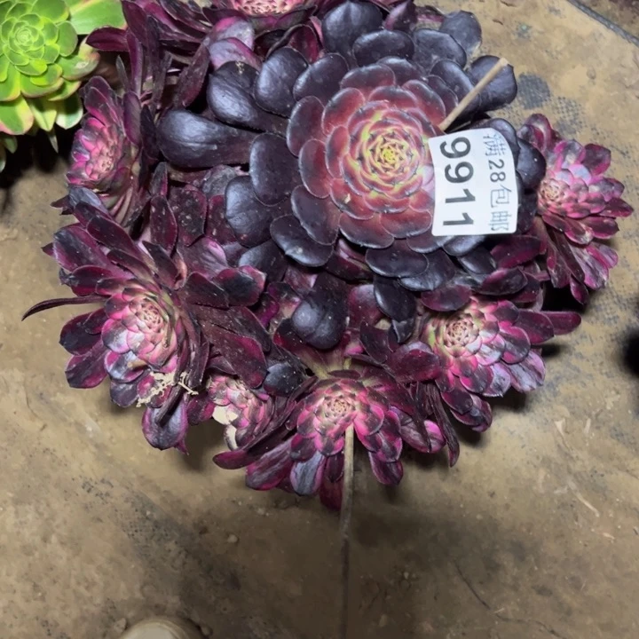 9911红金刚多肉植物