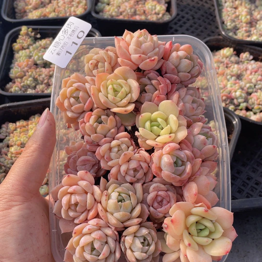 云糖心多肉植物110