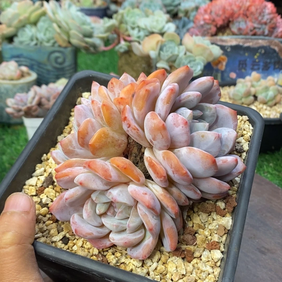 橙梦露五头自然群无砍清棚