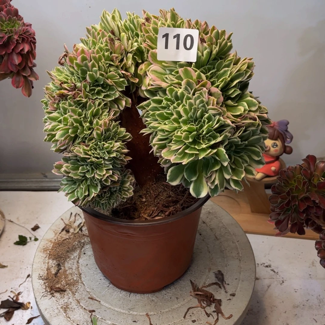 多肉植物白凤缀110