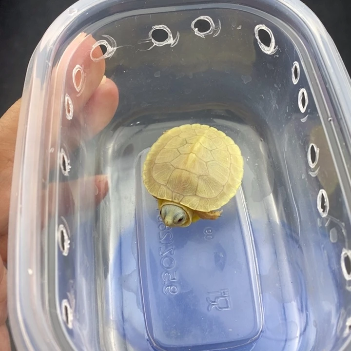 巴西彩龟母666666666