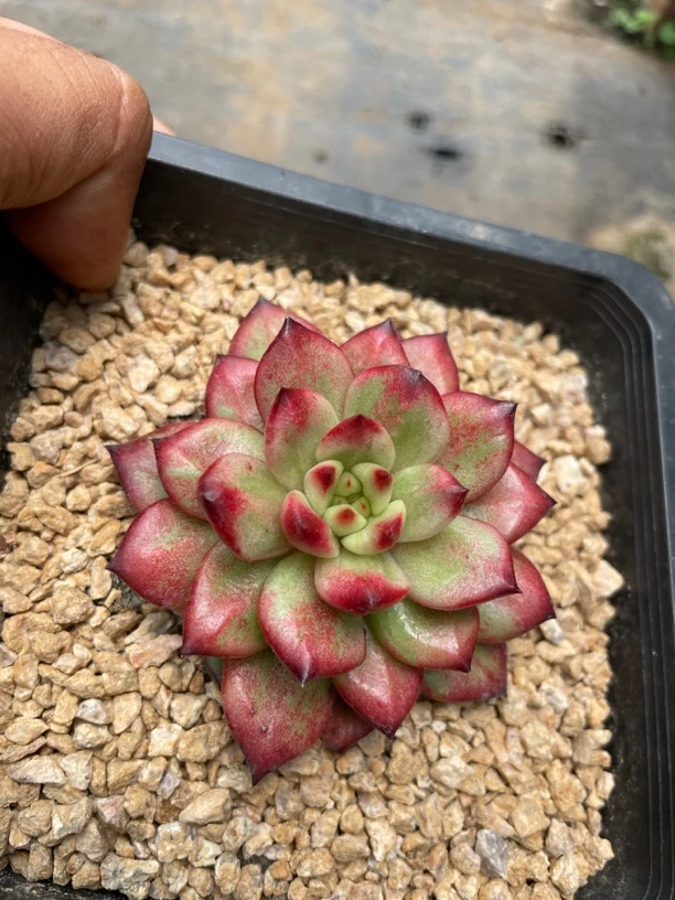 稀有品种多肉植物组合盆栽好养适合阳台办公室花卉绿植