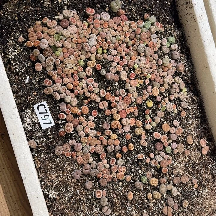 生797石花整框脱土发货不售后