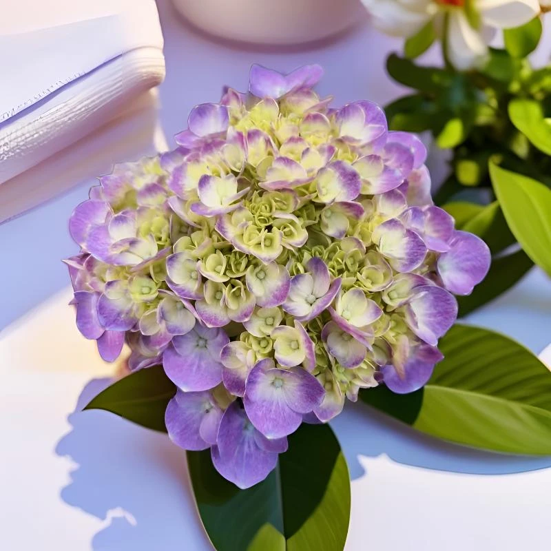 【素颜绣球】高颜值 多年老桩绣球 易养护 盆栽地栽 云南基地直发