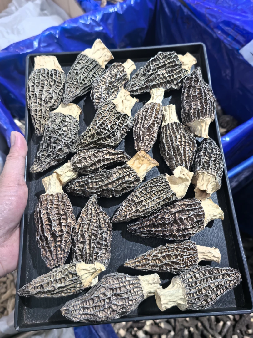 云南高山高海拔大大黑羊肚菌