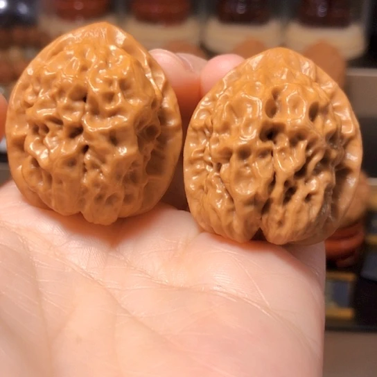 野生小众：金蟾眼