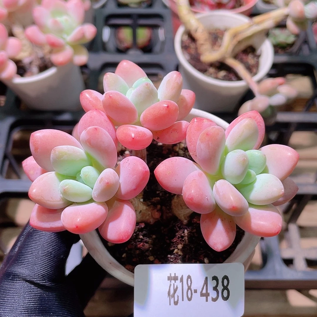 花利美18-438洛神