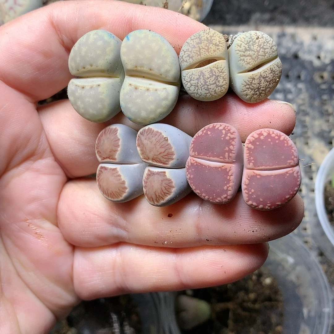 E289多肉植物保护