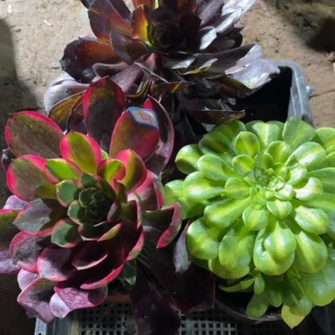 823多肉植物组合