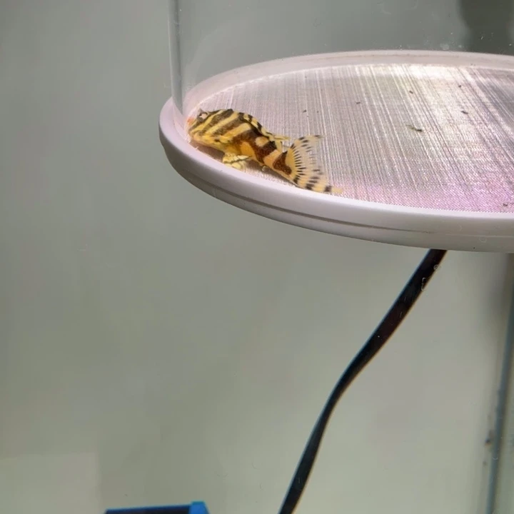 清道夫鱼13号皇室333