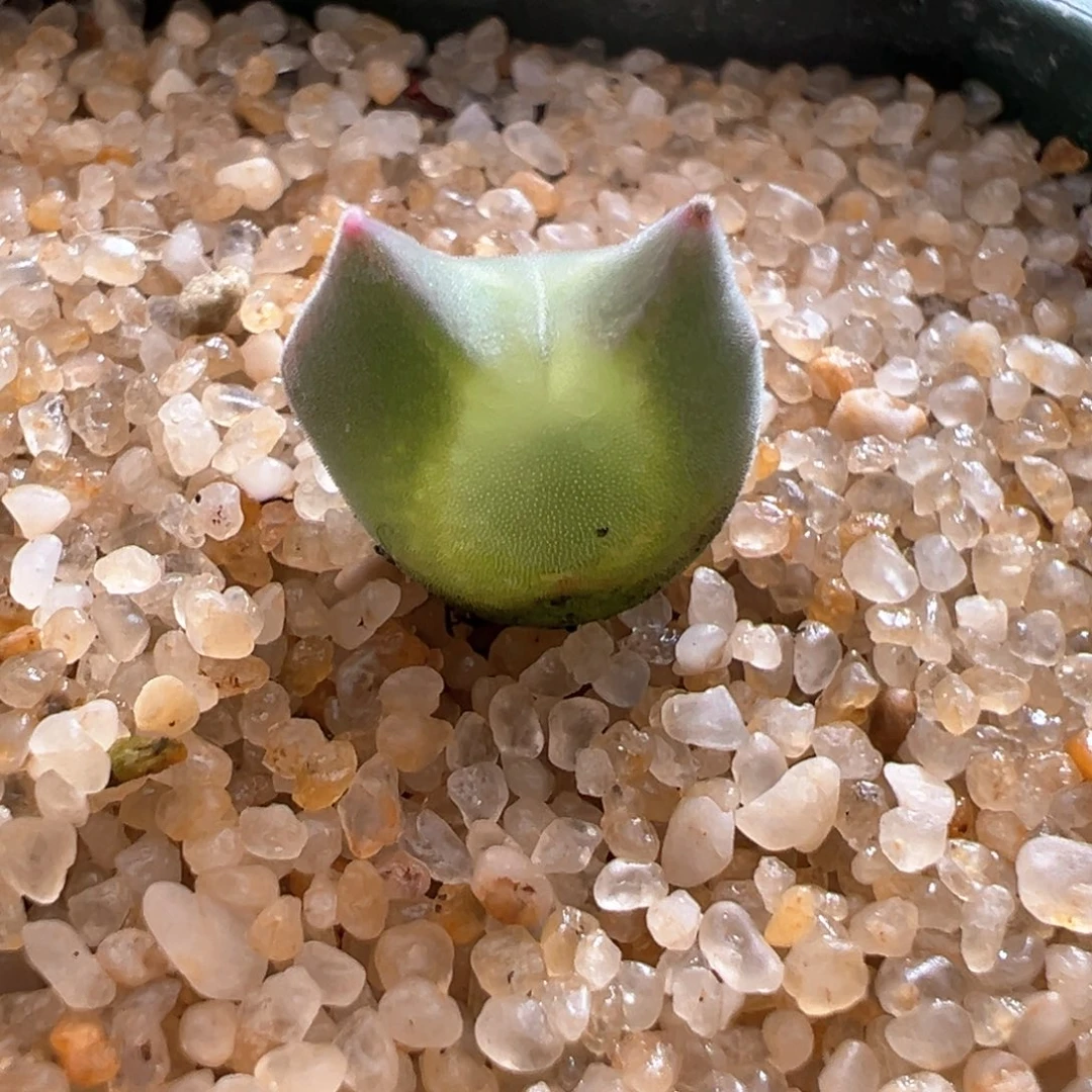 320。优选小猫耳型短耳大眼空蝉 母本拆株 带盆土