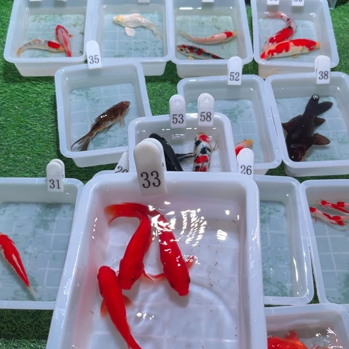 渝***ε海水福利多多2-20