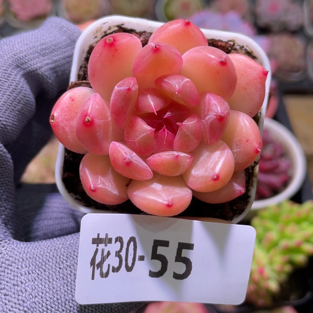 花利美30-55福利珍妮