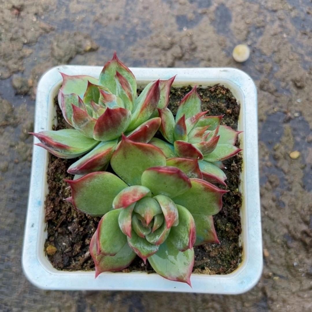 惊鸿仙子多肉植物100盆