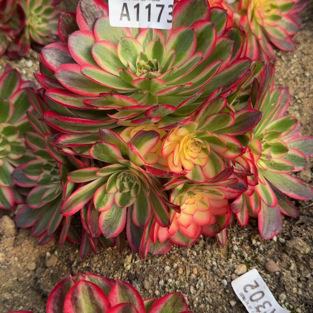 1173荔枝。多肉植物