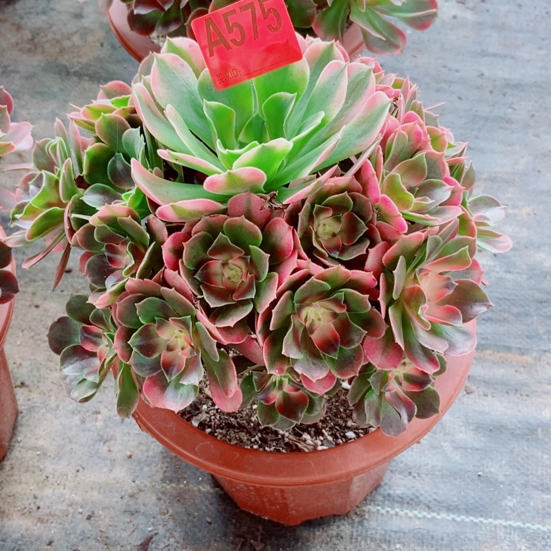 香妃575多肉111111