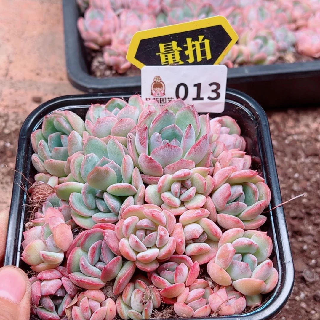 多肉植物多肉植物