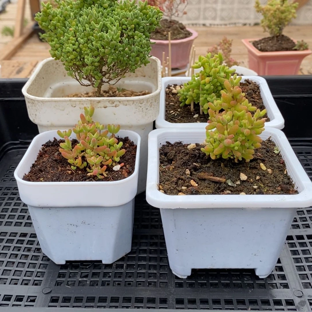 枝干番杏多肉植物748