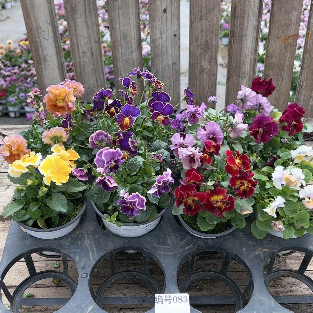 【闪购商品】083号