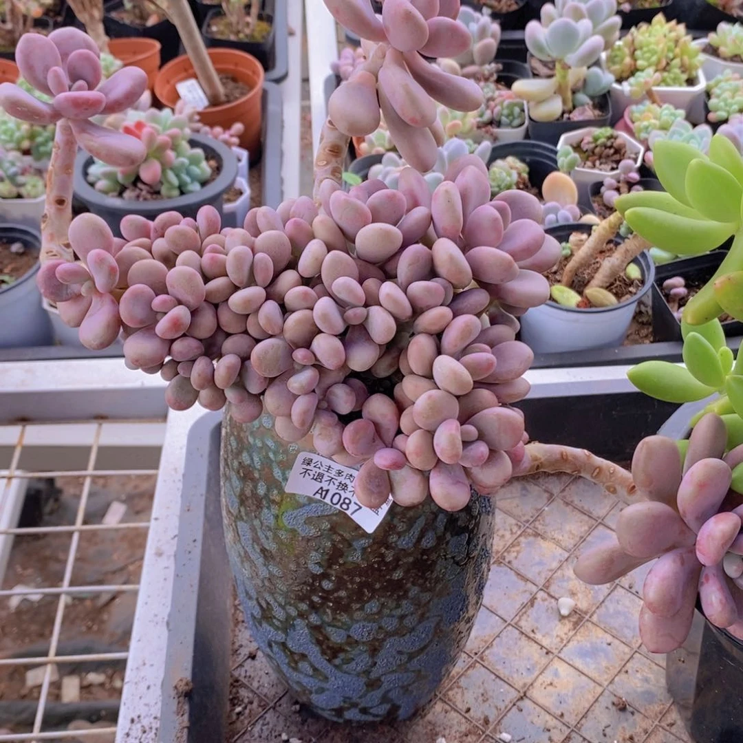 大桃蛋15cm087多肉植物