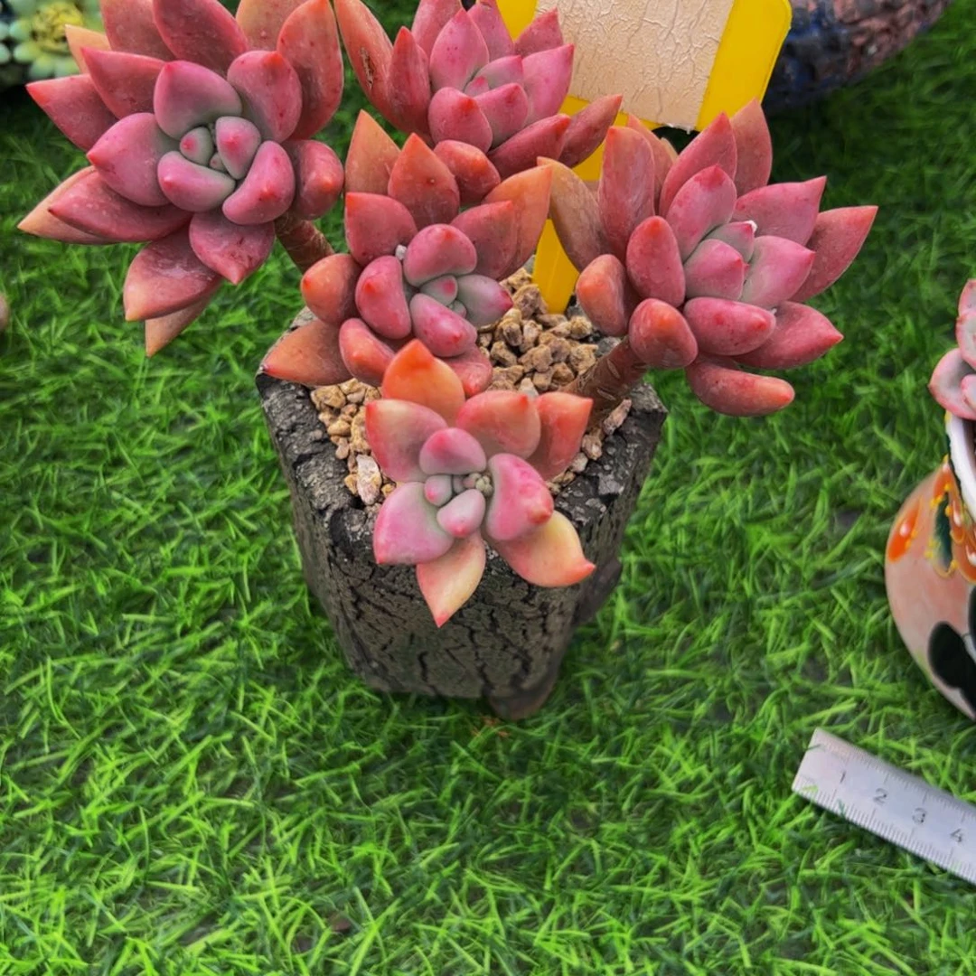 丽*桃花源小老桩多肉