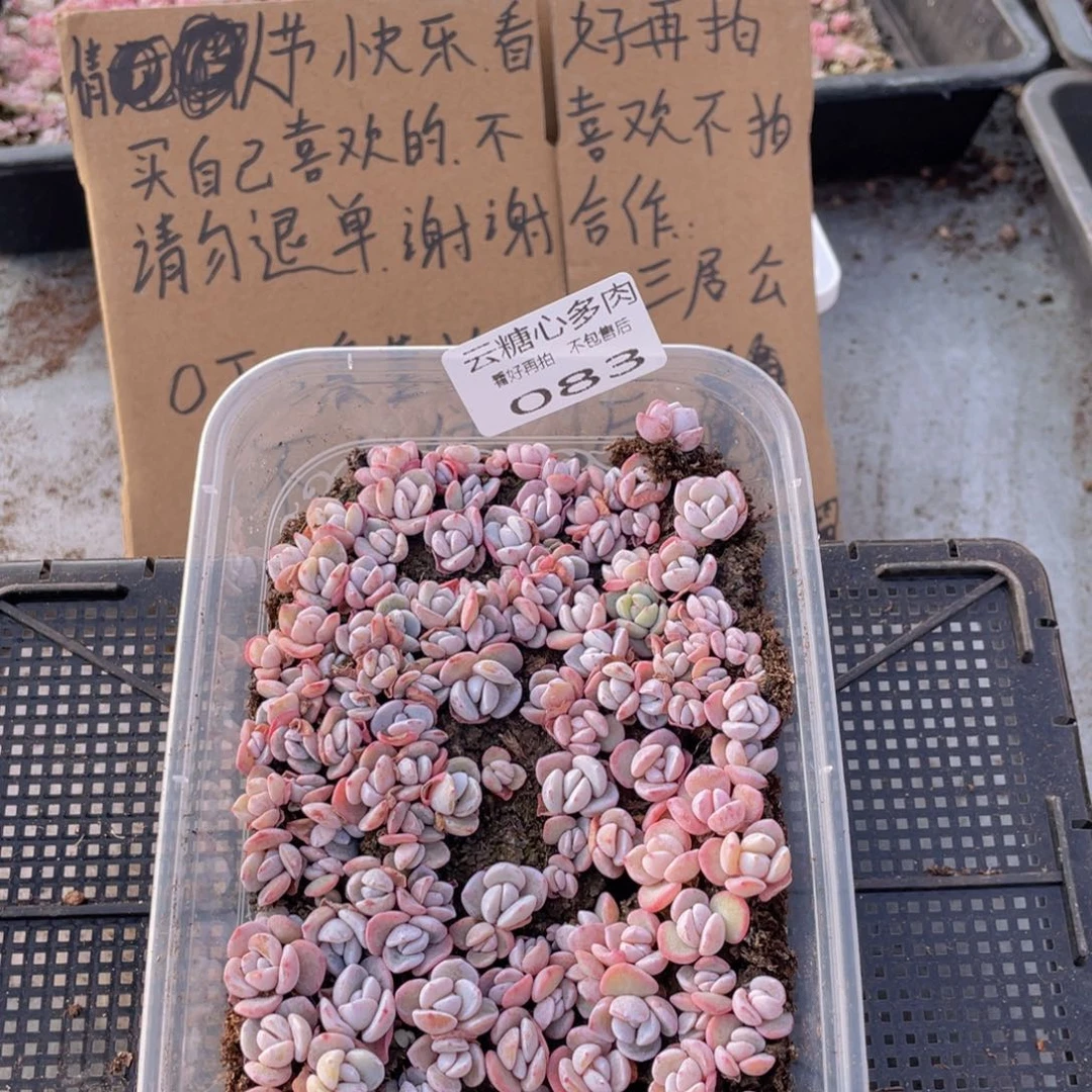 云糖心多肉植物83