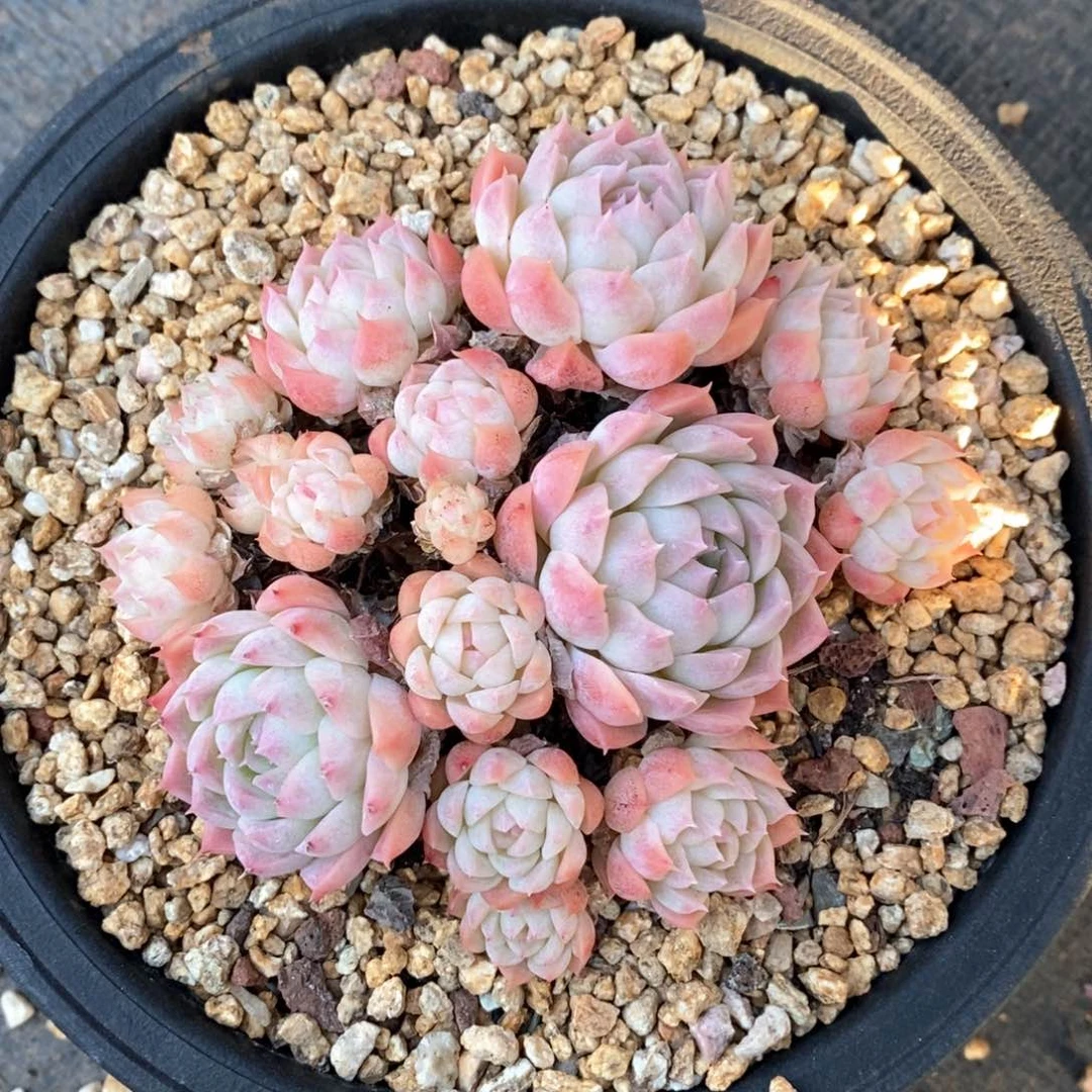 精品多肉一物一拍51