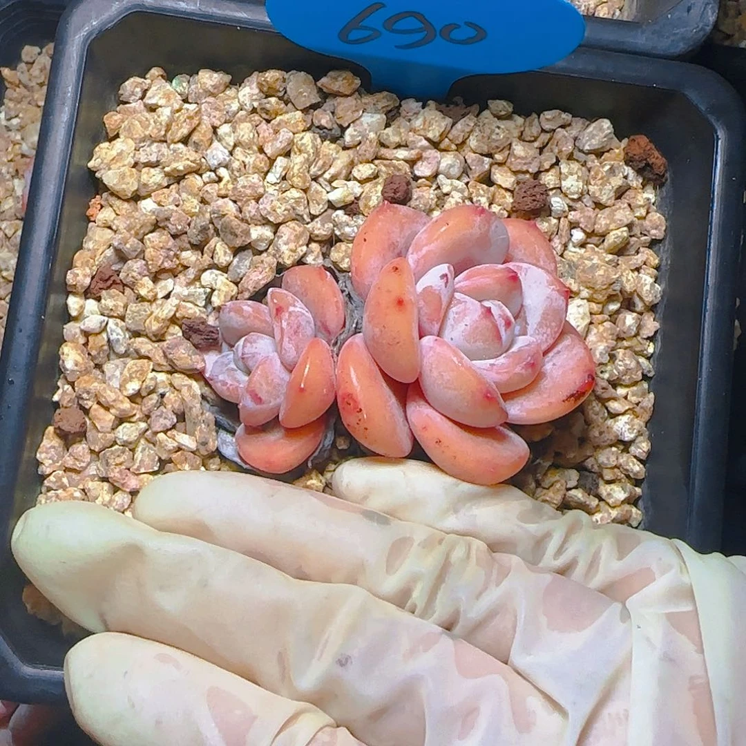 黄**?双头小奶茶690号一物一拍