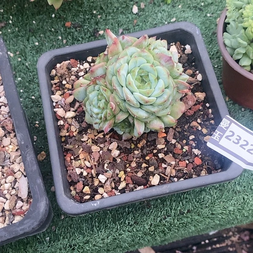 【闪购商品】天鹅绒23223