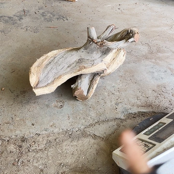 许***康柏木崖柏崖柏崖柏崖柏