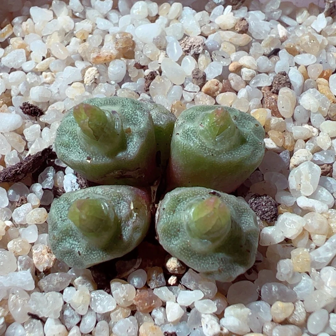 1030-230多肉多肉烧麦