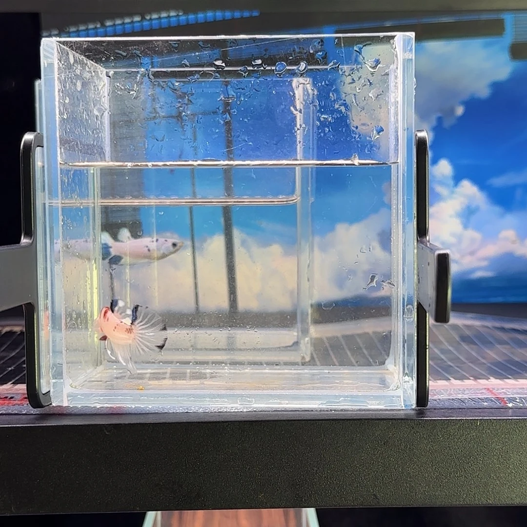 斗鱼精品高端斗鱼vipkoi可爱