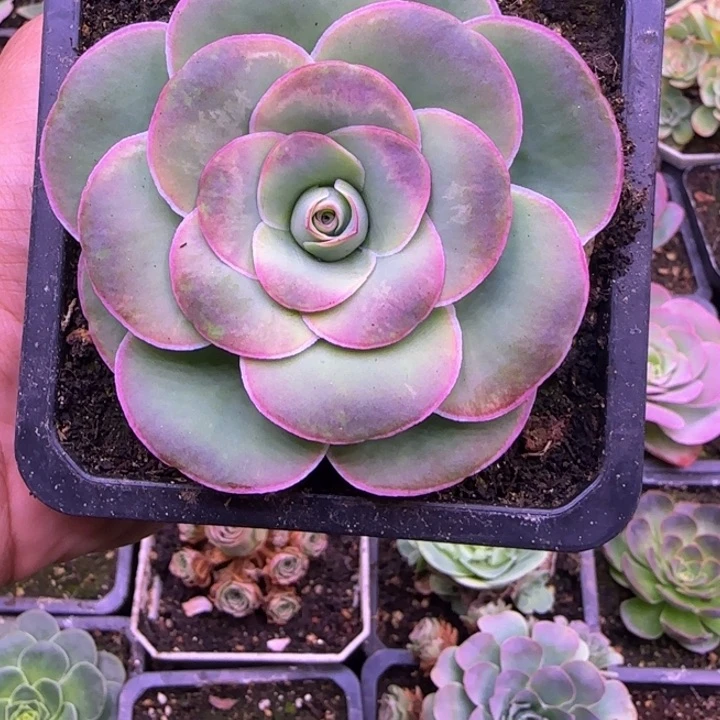 8厘米单头1343434353