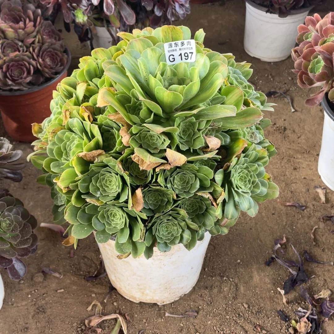 197翡翠多肉法师断断枝不包