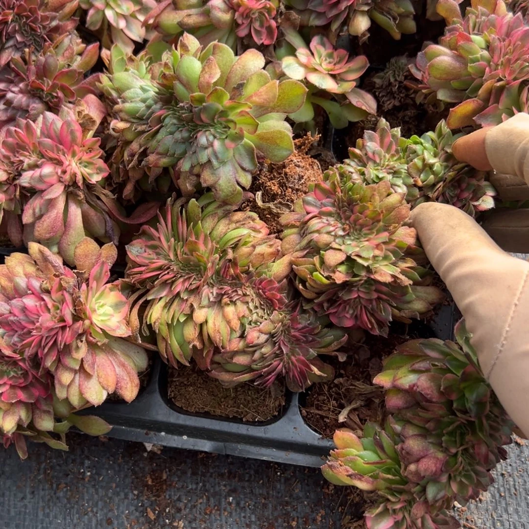 20包邮44荔枝缀一颗5糯柔