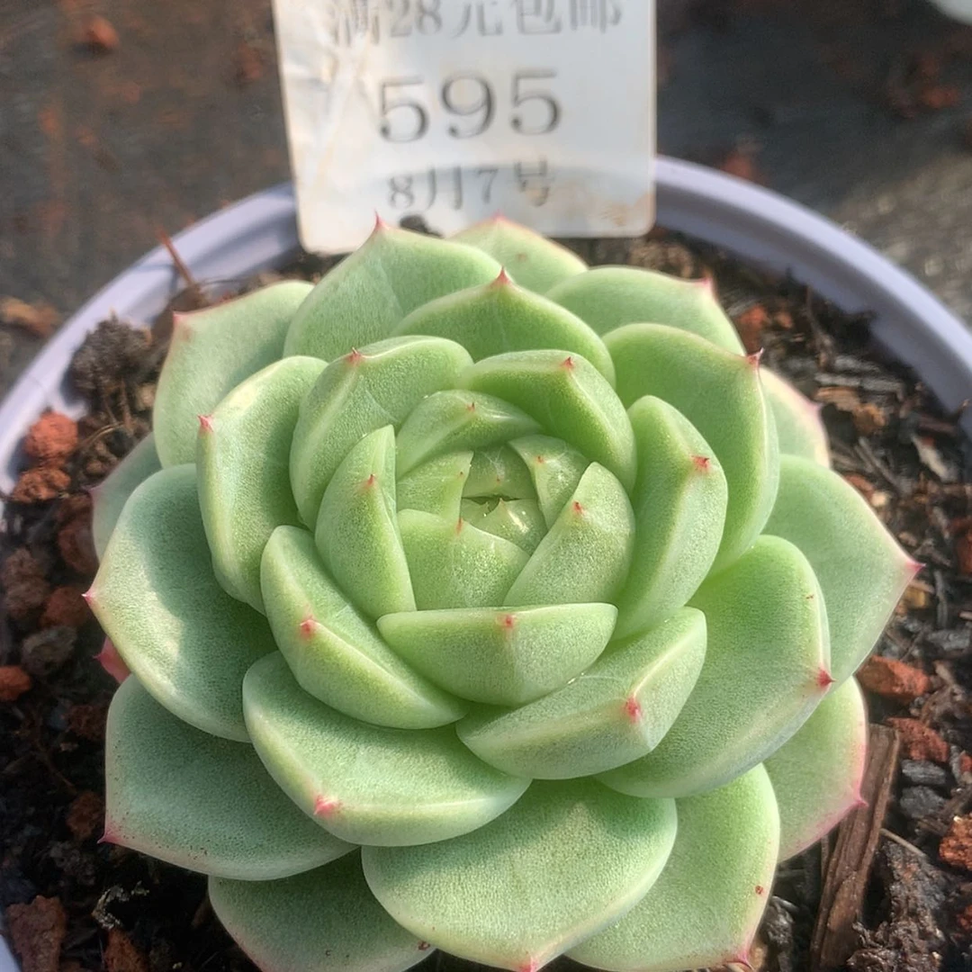 【闪购商品】云595号