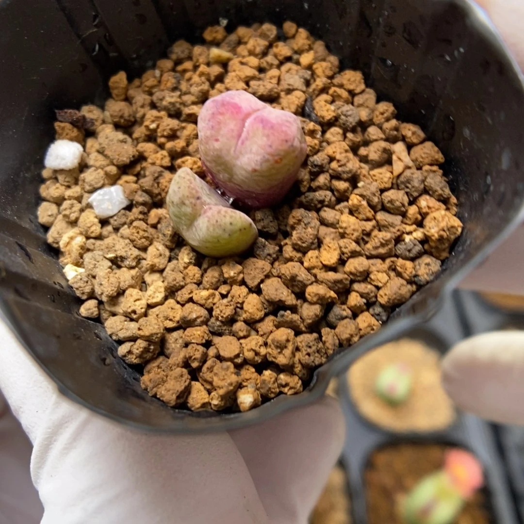 多肉植物肉锥杂交K-3977 风铃杂