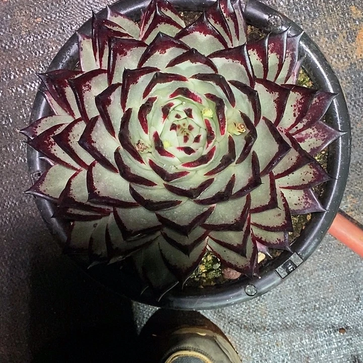 老***子福利美乌包子带叠叶14