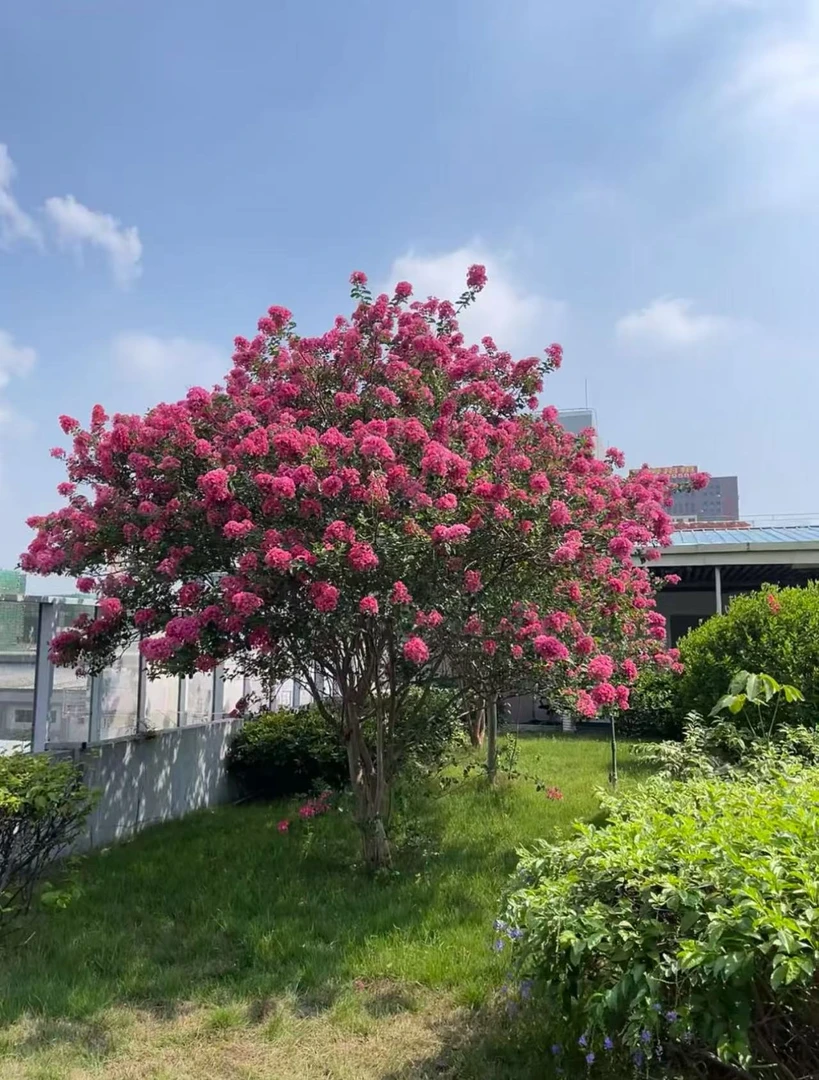 一物一拍红火箭天鹅绒紫薇花树苗基地现挖现发庭院阳台爆款绿植