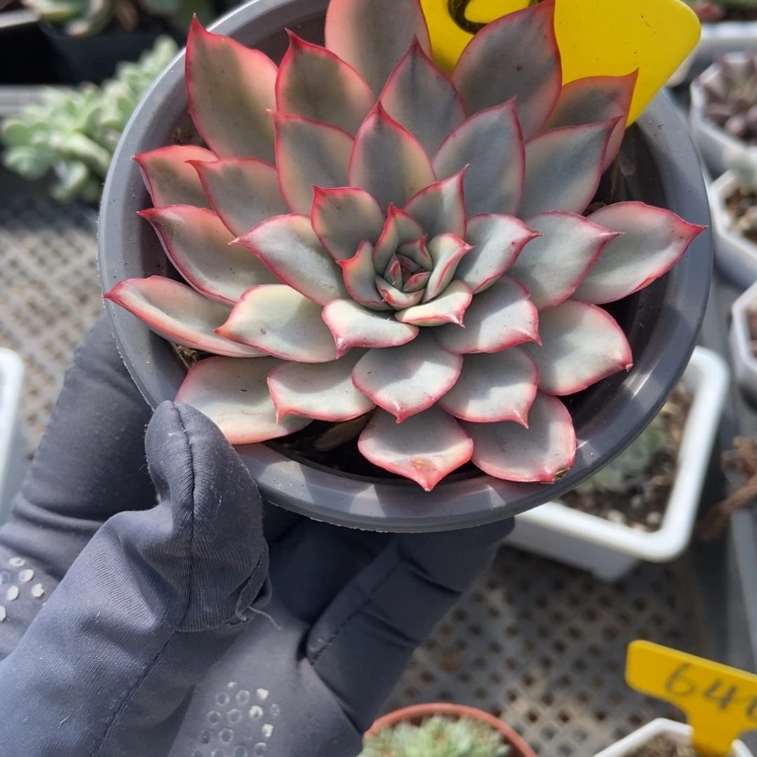 10月光女神锦多肉