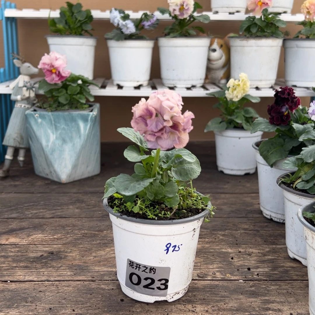 【闪购商品】完全开放023号苗小