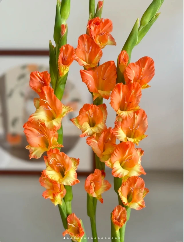 鹦鹉剑兰8-10枝+营养剂