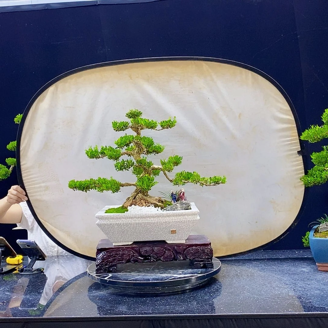 无花朵精品黄杨盆景