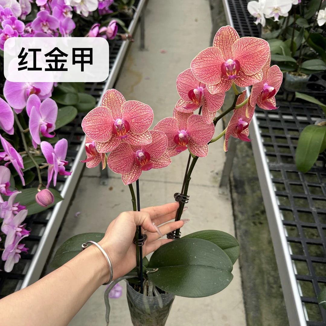 【红金甲】3.0杯 心想事橙 欧品高端室内花卉