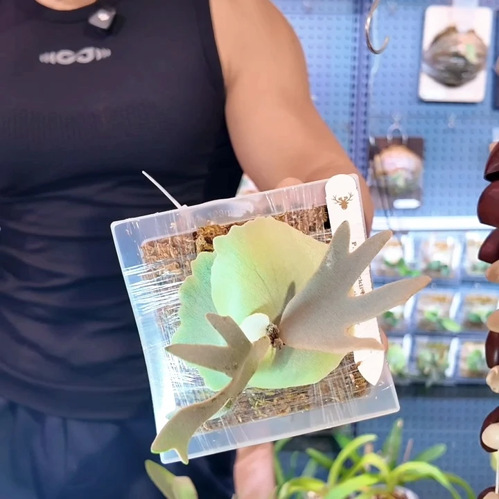 完全开放nano 鹿角蕨