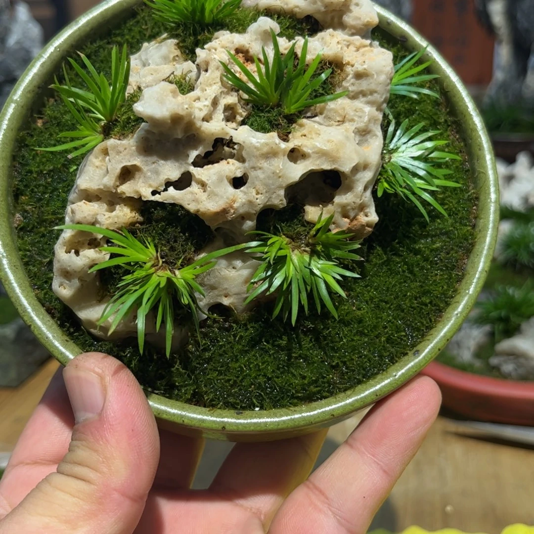 紫砂花盆➕附石菖蒲