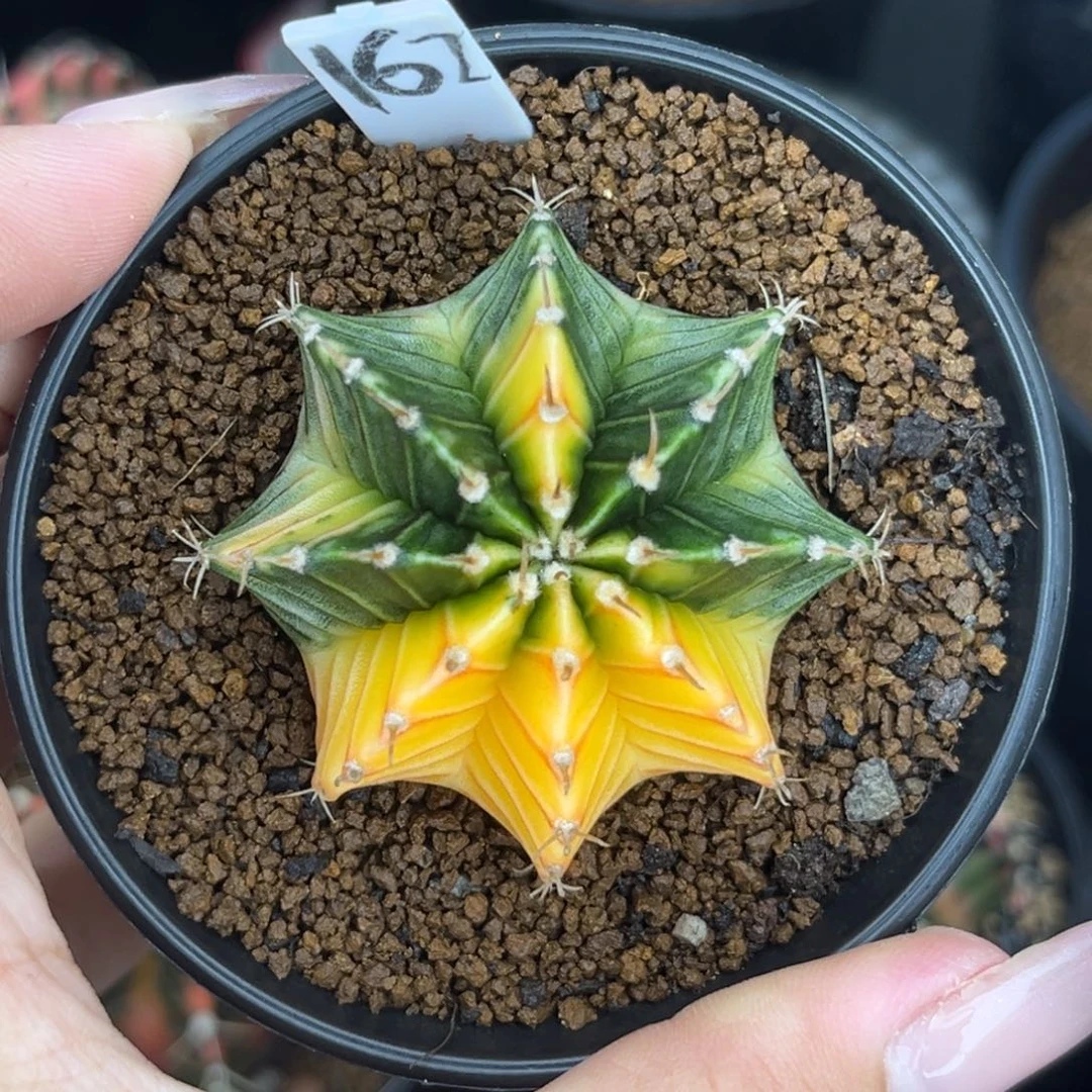 162     带盆土发货