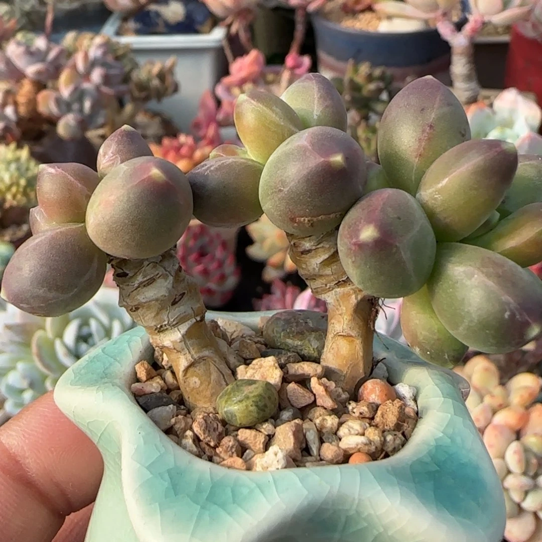 多肉植物星空美人